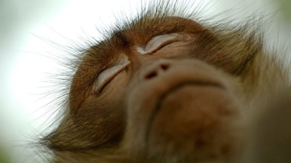 Les singes dorment plus que l'homme et leur sommeil est moins réparateur. Des différences que des chercheurs ont tenté d'expliquer.