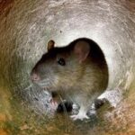 Nombre record de plaintes contre les rats à New York