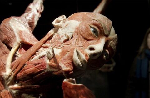 Des morts exposes | potins.net