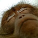 Les singes dorment plus que l'homme et leur sommeil est moins réparateur. Des différences que des chercheurs ont tenté d'expliquer.