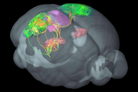 Mouse Brain Diagram