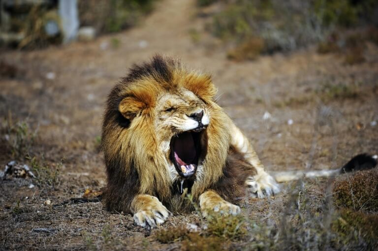 Un lion dans une réserve en Afrique du Sud