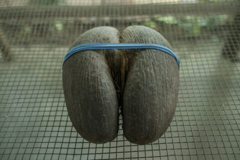 Coco fesse