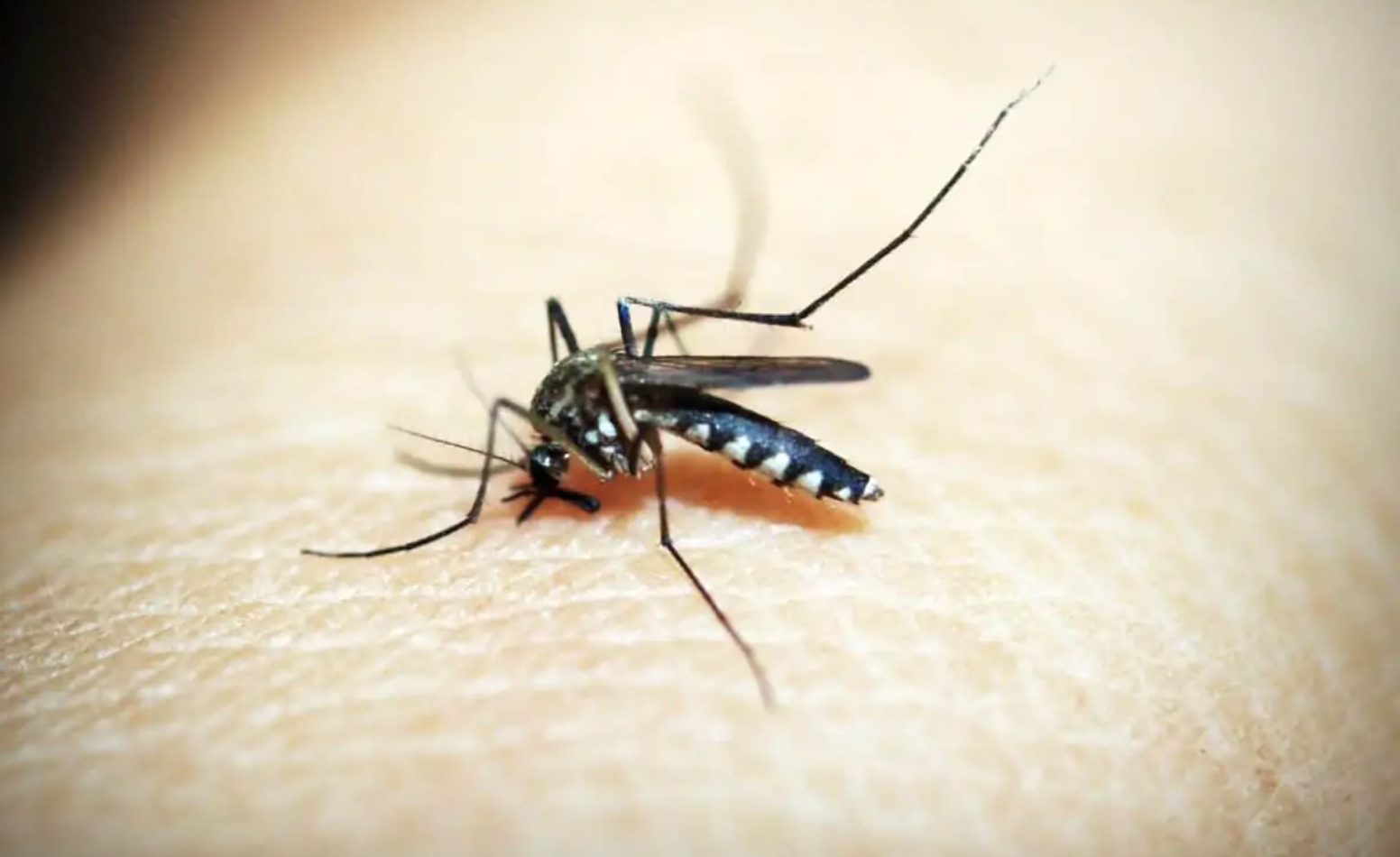 moustiques génétiquement modifiés