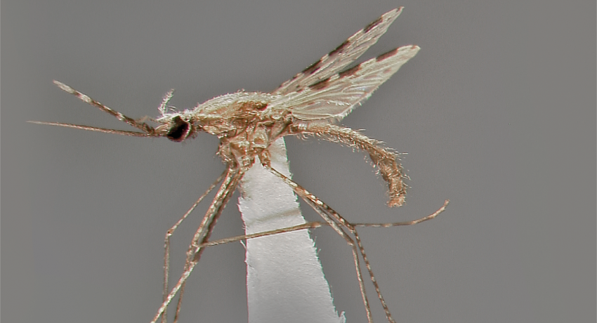 Le moustique Anophèles stephensi