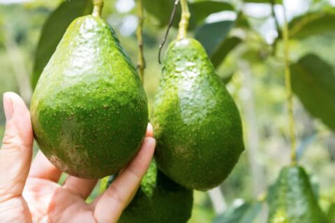 Voici pourquoi manger trop d’avocats est mauvais pour la planète - sirirak kaewgorn/Shutterstock
