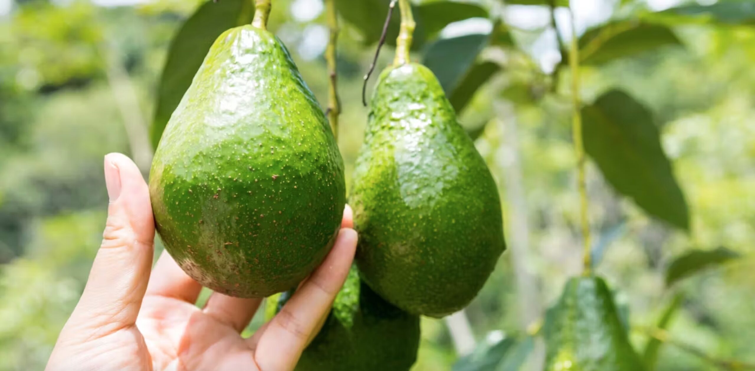 Voici pourquoi manger trop d’avocats est mauvais pour la planète - sirirak kaewgorn/Shutterstock